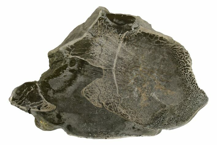 Fossil Crocodile (Steneosaurus) Bones in Cross-Section - England #171170